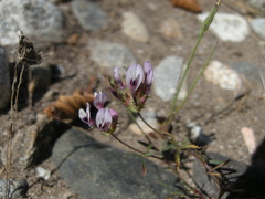 Trifolium willdenovii