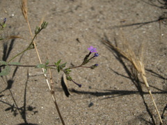 Allophyllum divaricatum