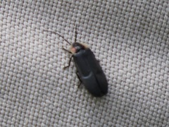 Lucidota atra