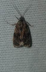 Olethreutes astrologana