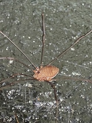 Leiobunum ventricosum