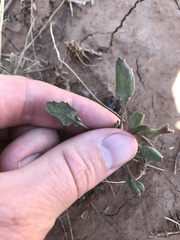 Packera streptanthifolia