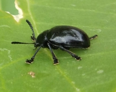 Coleoptera