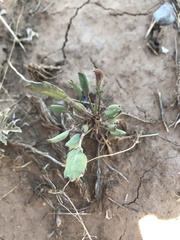 Packera streptanthifolia