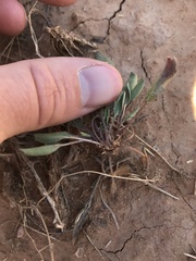 Packera streptanthifolia