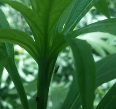 Chaetochlorops inquilinus