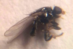 Chaetochlorops inquilinus