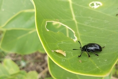 Coleoptera