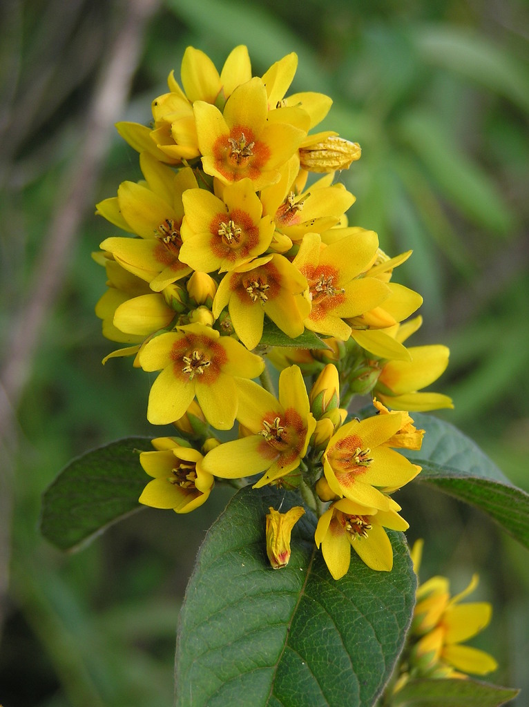 Lysimachia vulgaris — a medium houseplant, prefers partial sun light