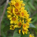 Yellow Loosestrife - Photo (c) Le.Loup.Gris, some rights reserved (CC BY-SA)