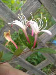 Lonicera caprifolium