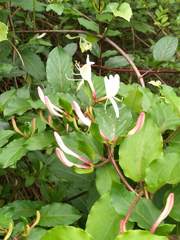 Lonicera caprifolium