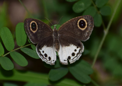 Ypthima ceylonica