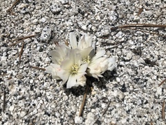 Lewisia rediviva