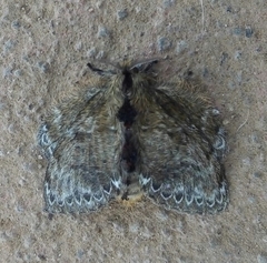 Euglyphis submarginalis