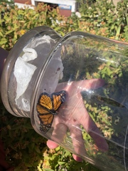 Danaus plexippus