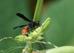 Anterhynchium abdominale