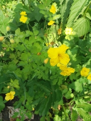 Chelidonium majus