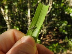 Ligonipes lacertosus