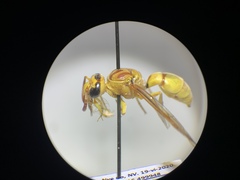 Pterocheilus