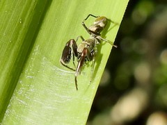 Ligonipes lacertosus