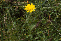 Sonchus tenerrimus
