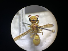 Pterocheilus