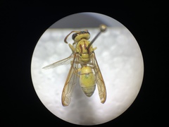 Pterocheilus