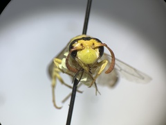 Pterocheilus