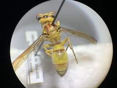 Pterocheilus