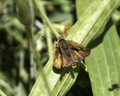 Ochlodes agricola