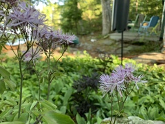 Thalictrum aquilegiifolium