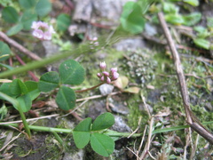 Trifolium amabile