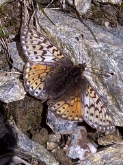 Boloria napaea