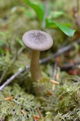 Ampulloclitocybe