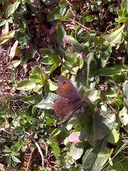 Erebia tyndarus