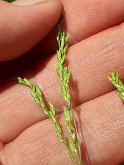 Glyceria elata