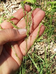 Glyceria elata