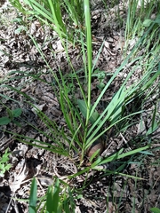 Glyceria elata