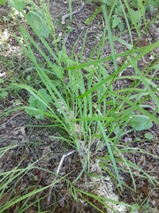 Glyceria elata
