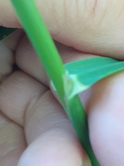 Glyceria elata
