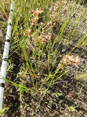 Juncus dubius