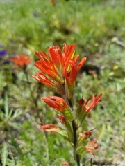 Castilleja hispida