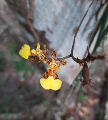 Trichocentrum ascendens