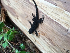 Sceloporus palaciosi