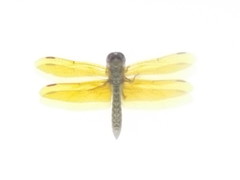 Perithemis tenera
