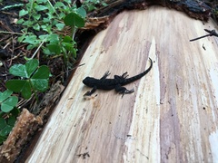 Sceloporus palaciosi