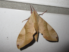 Clanis bilineata