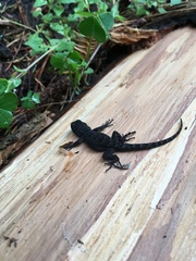 Sceloporus palaciosi