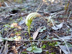 Pterostylis ophioglossa
